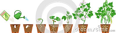 Life cycle of bean plant. Growth stages from seeding to flowering and fruiting plant with root system in flower pot Vector Illustration